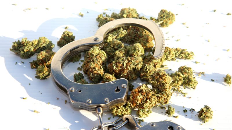 handcuffs sitting on a pile of dried cannabis